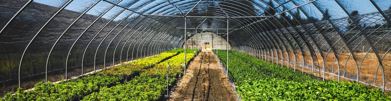 Vegetables inside a greenhouse farm